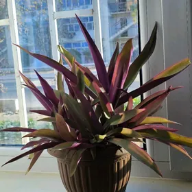 reo gul цветок рео