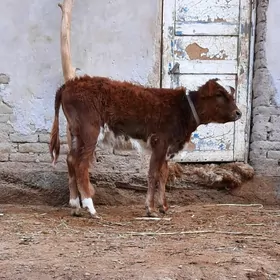 BAKWERMELI PARODA GACAR