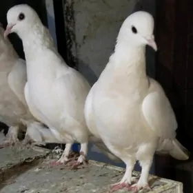 Kepderi Кепдери Голуби