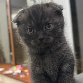 вислоухий котенок