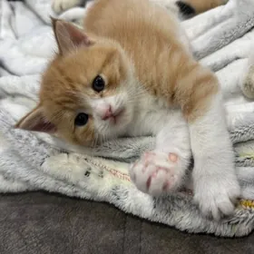 прямо ушка котенок