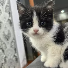 прямо ушка котенок