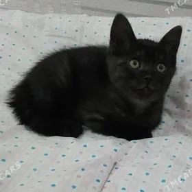 котёнок pișik