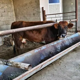 Sagylỳan Tohum Sygyr