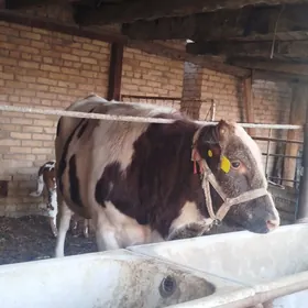 Simental Fleckvieh okuz