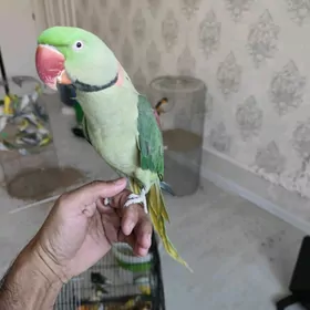 Popugay попугай aleksandriski