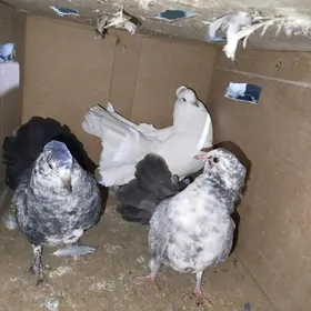 Kepderi Кепдери Голуби