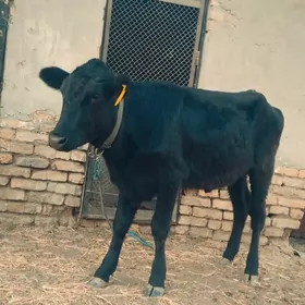 чорни пйостра унажин