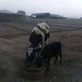 мал галланд