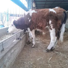 ARGINAL  ŞIWET  OKÜZ