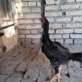 Байсов хораз