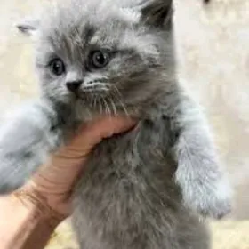 шотландцы страйт