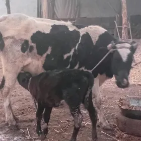 мол голщтейн согин