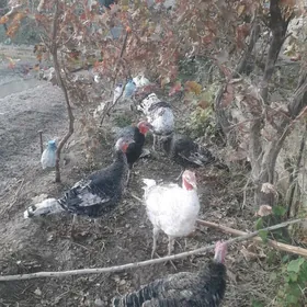 индук мускус