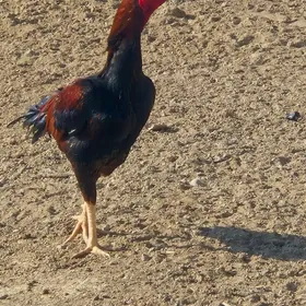 байес хораз