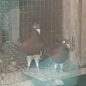 kepderi голуби