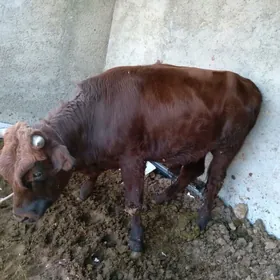 Bakylan yasajyk okuz