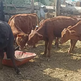 öküzçe tüwe öküz göle