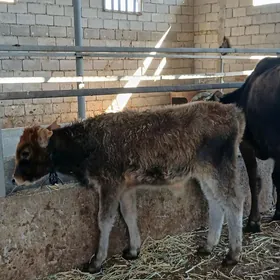 ARASSA SWET TOHUM OKUZCELER