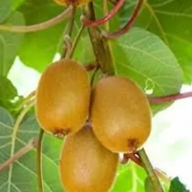 KIWI HAYWARD TURK NAHAL