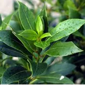 LAWROWIY LIST TURK NAHAL