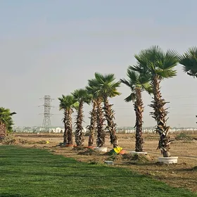 BEZEG BAGLAR DEKERASYON