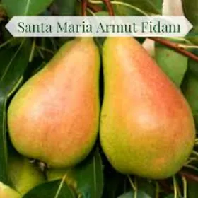 ARMYT SANTA MARIA TURK NAHAL