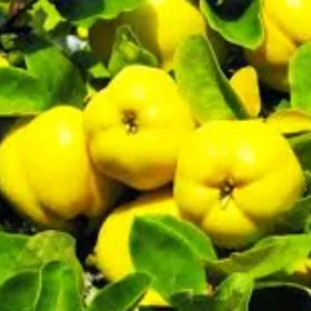 AYWA ESME EGE 24 TURK NAHAL