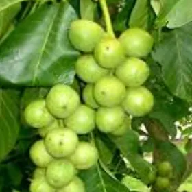 HOZ CHANDLER TURK NAHAL