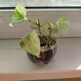 цветы , gul СКИДКИ