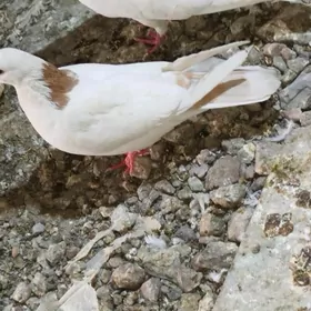 Kepderi Кепдери Голуби