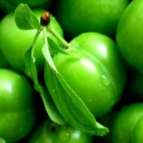 YASYL ERIK TURK NAHAL