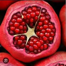 NAR HICAZ TURK NAHAL