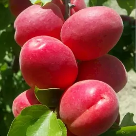 ERIK KAYISI MIKADO TURK NAHAL