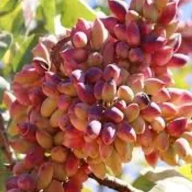 FISTASKA ANTEP TURK NAHAL