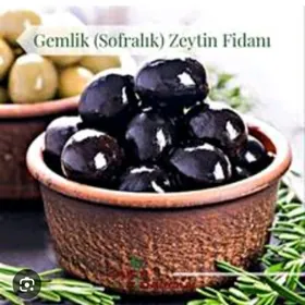 ZEYTUN GEMLIK AYVALIK TURK NAH