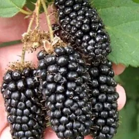 BOGURTLEN JUMBO TURK NAHAL