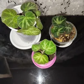 цветы, gul, папоротники