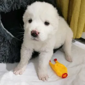 щенок девочка