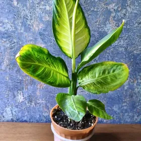 домашние цветы