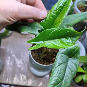 алоказия Скальпрум