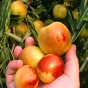 ARNAP HUNNAP TURK NAHAL