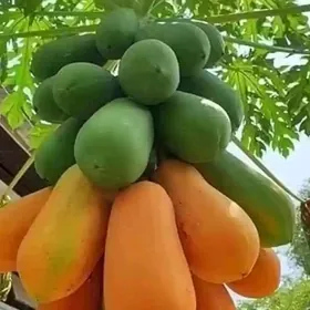 PAPAYA TAYLAND TURK NAHAL