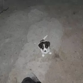 ahotnyk gujik 1 aylyk