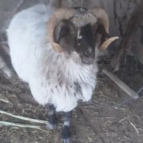 Кочкар  4 яшдан улы