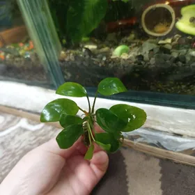 аквариумные растения