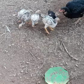 жужели товук