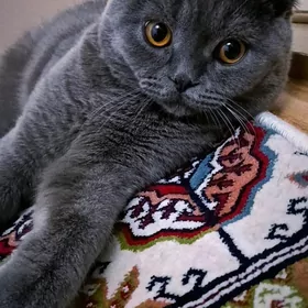 Pishik shotlan Шотландский кот