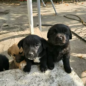 щенки в добрые руки 2