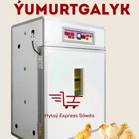 Inkubator juyje cykaryjy enjam